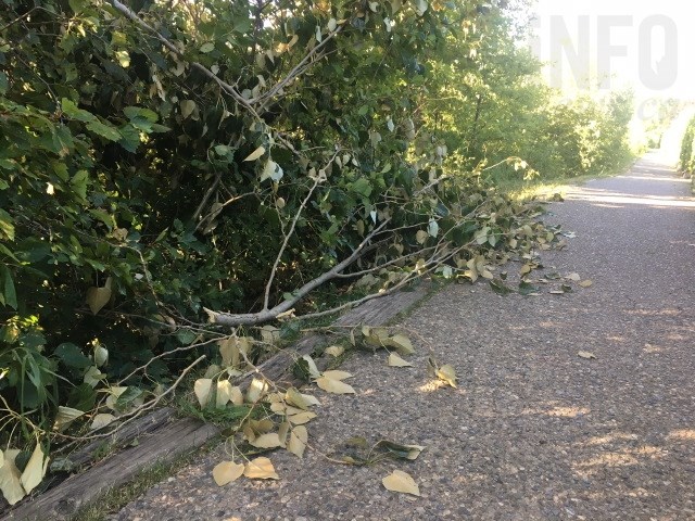Downed branches on the Enderby River Walk. 