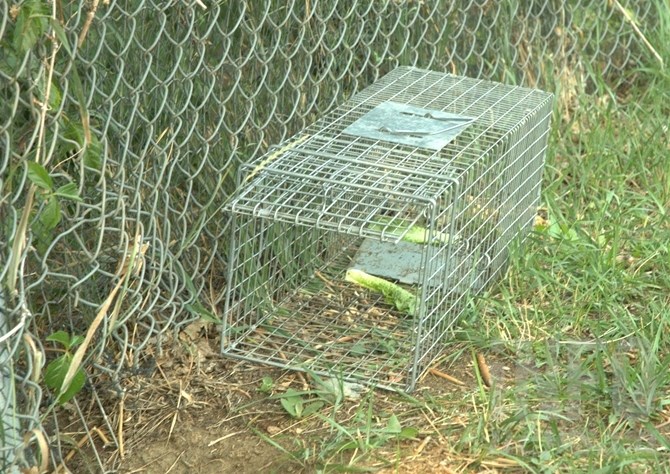 Several of these marmot traps can be found at McArthur Island and Riverside Park