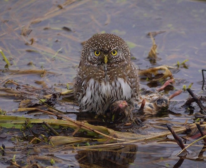 A northern pygmy owl in Enderby. 