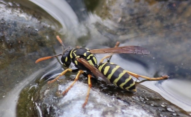 A paper wasp in Vernon. 