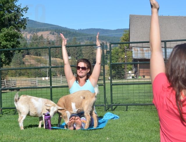 Goat Yoga at Ten Eyck Brewing provided by BreakAway Yoga Tickets, Dates &  Itineraries