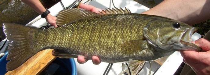 Smallmouth bass have been reported in the Kettle River but officials aren't sure the reports are accurate. They have specific instructions for what to do if you think you caught one.