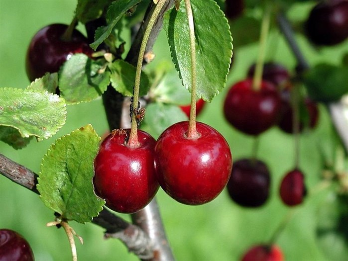 Photo of cherries growing on a tree.