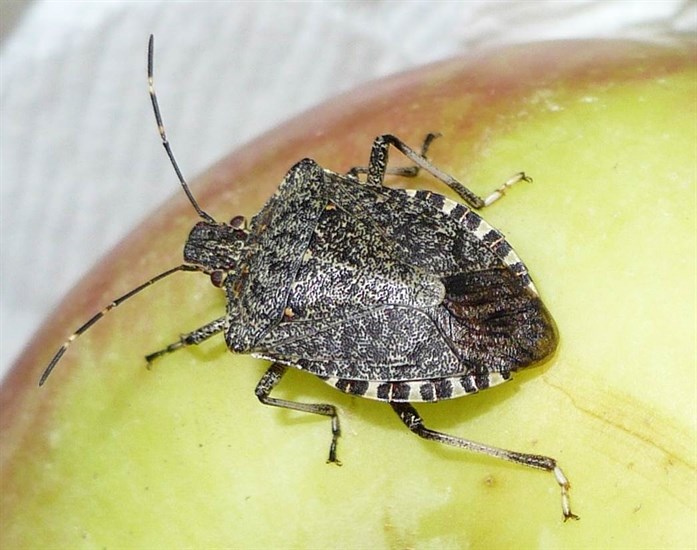 Adult sized brown marmorated stink bug. 