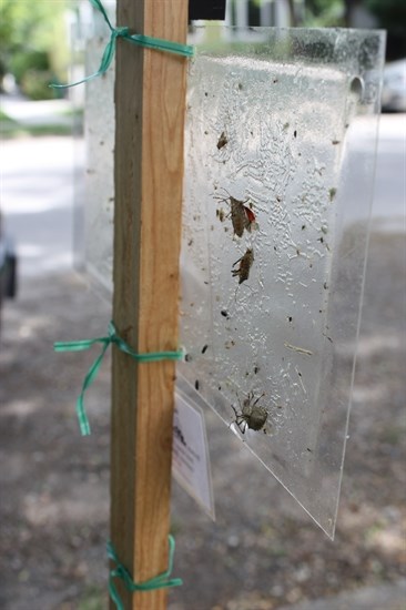 Invasive stink bugs caught on a sticky trap. 