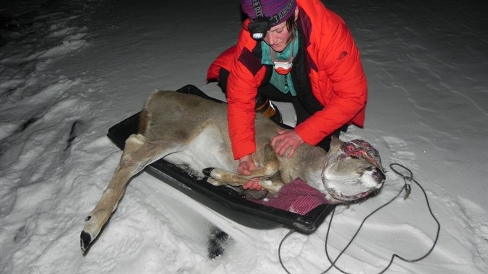 Mike Ritcey and a fellow member of Kamloops Search and Rescue received a call from a woman who spotted the deer on Tunkwa Lake, about 80 kilometres west of Kamloops.