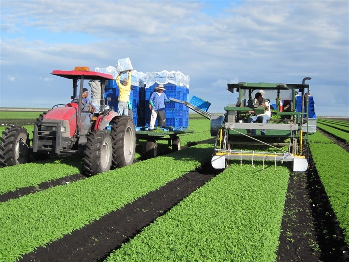 Baby arugula being harvested at the Sherrington, Quebec location. 