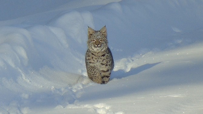 Penticton conservation officer Dave Cox says it's not uncommon to see bobcats following their prey onto the valley bottom this time of year.