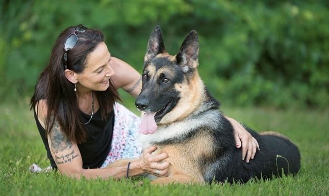 In this 2017 image provided by Sue Condreras, Fanucci, a German shepherd, poses with handler Sue Condreras last summer in upstate New York. Fanucci's right rear leg was shattered in a van accident in 2014, leaving his show career in doubt.