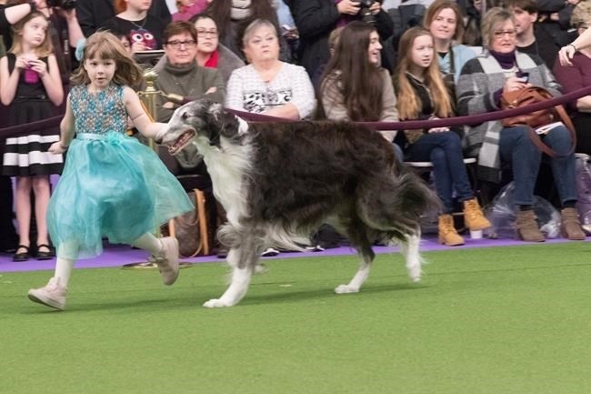 In this Feb. 13, 2017, file photo, Raina McCloskey, from Delta, Pa., shows Briar, a borzoi, during the 141st Westminster Kennel Club Dog Show in New York.