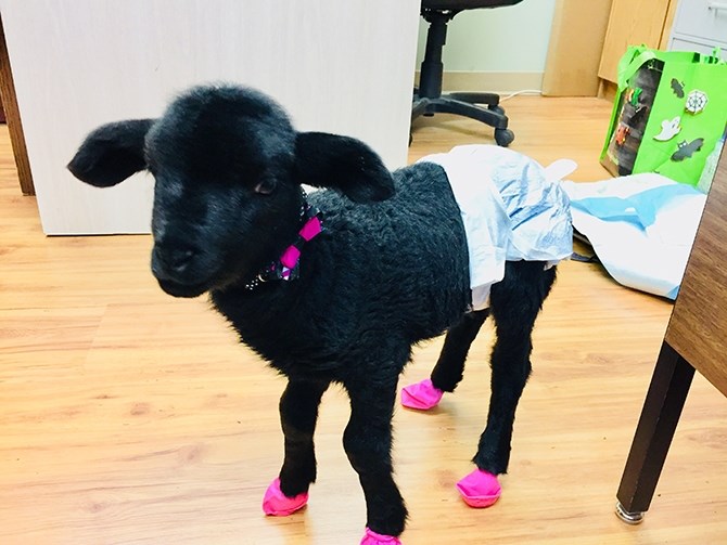 Nugget the black lamb is an easy pet to look after says owner December Foster.