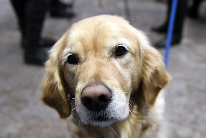 Kelowna RCMP using therapy dogs to fight stress | iNFOnews | Thompson ...