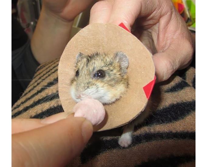 . vet performs career first in operation on 50-gram dwarf hamster |  iNFOnews | Thompson-Okanagan's News Source