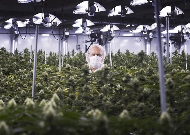 Neil Closner, MedReleaf, chief executive officer poses for photographs at the growing facility in Markham, Ont., on Thursday, January 7, 2016. It’s been even tougher than usual this year to find people to pick grapes in the Okanagan and the culprit is likely the emerging cannabis industry and its need for production workers.