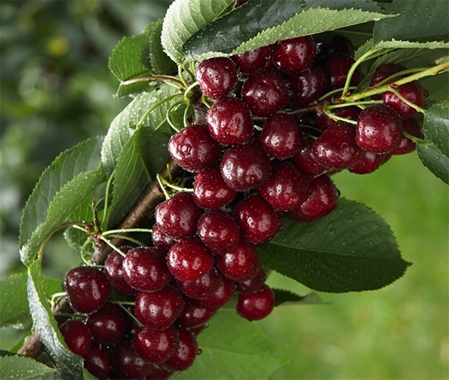 Okanagan based cherry grower anticipates good crop production this year, 2022.