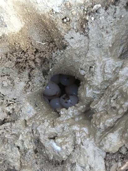 Turtle eggs spotted in Salmon Arm. 