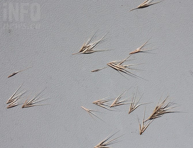 Spear grass seeds. The awns can furrow into a pet's skin, causing painful infections. They can also find their way into ears and nose cavities.