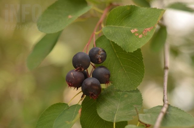 Saskatoon berries 