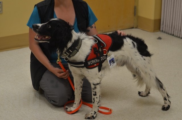 Angus, the C. difficile sniffing dog, during a shift at Vernon Jubilee Hospital July 27, 2018. 