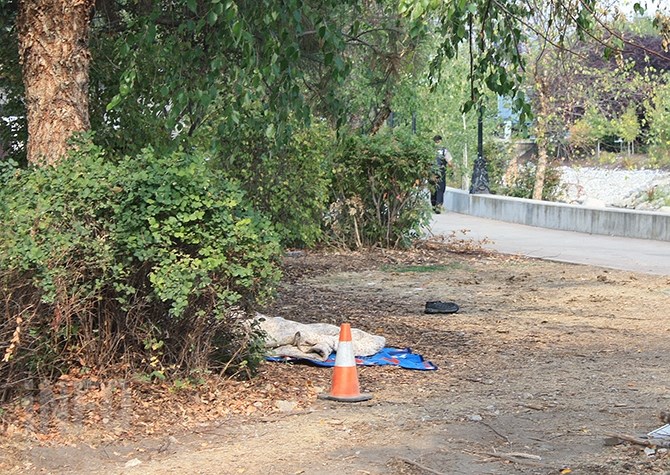A homeless man sleeping just off Nanaimo Avenue near the Penticton Creek walking path.