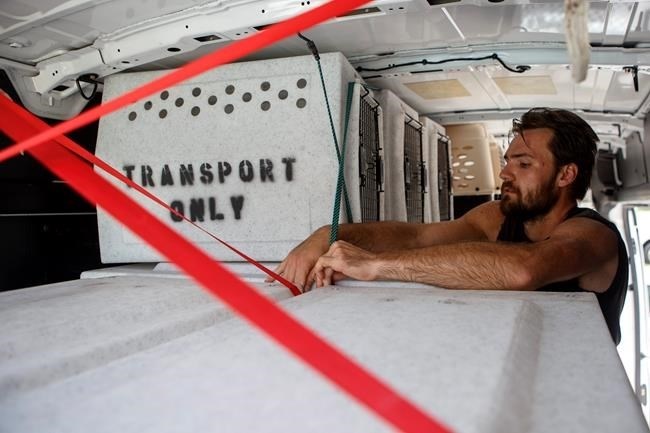 Evan Shepard, the lead canine behavior assessor for McKamey, works on securing kennels in a transport van at McKamey Animal Center on Wednesday, Sept. 12, 2018 in Chattanooga, Tenn. Shepard will travel with a volunteer to South Carolina to help free up shelter spaces for local animals as Hurricane Florence approaches the area.