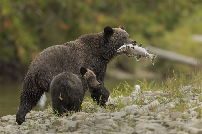 Hendrik Nilsson nabbed the first place spot in the Wild Setting category of the B.C. SPCA Wildlife In-Focus photography contest. This photo titled, 