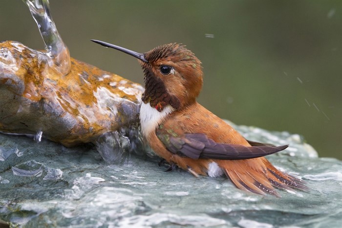 The first-place winner of the Backyard Habitats category is of a Rufous hummingbird in a bird bath. This 2011 photo was taken in Nanoose Bay by Tony Markle. 