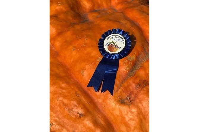 A close-up of the first place pumpkin rolled in by John Deak at 255 lbs.