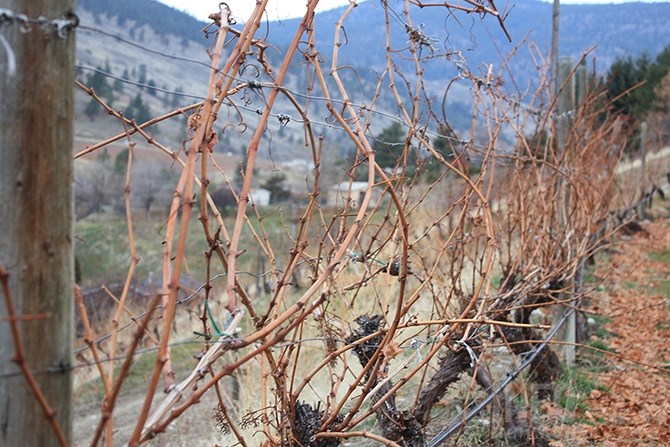 Okanagan grape vines are mostly picked, except for ice wine grapes, and ready for winter.