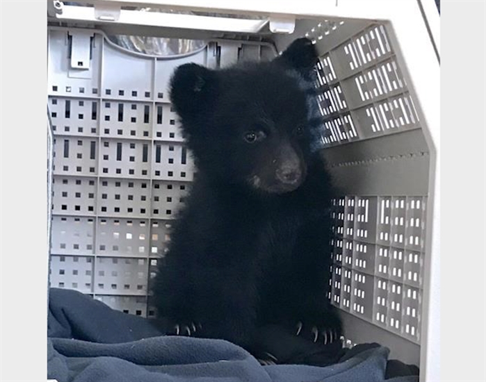 Bear cub, rescued near mother's body, dies unexpectedly in wildlife