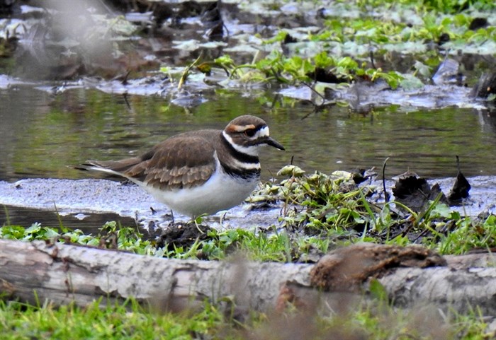 A killdeer is pictured in this submitted photo.