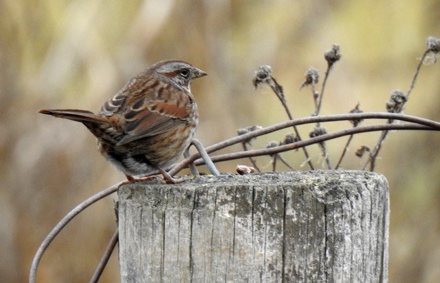 A shot of the swamp sparrow.