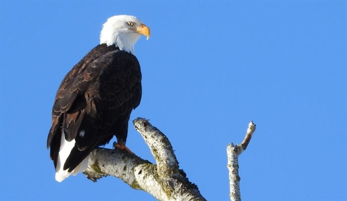 Authorities, family search for missing man on Bald Eagle Lake