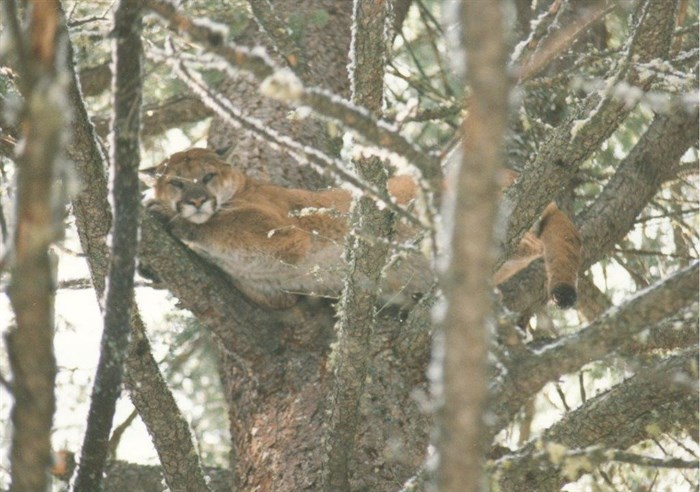 Cougars and bobcats may find easy prey in backyard pets.