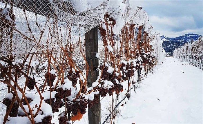 The mild winter means grapes that ordinarily would have been harvested to produce icewine are still sitting on the vine.