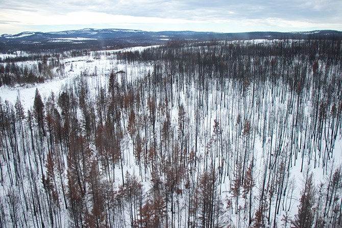 Bare trees that had been burned in the 2017 wildfires could be seen through the helicopter's window.