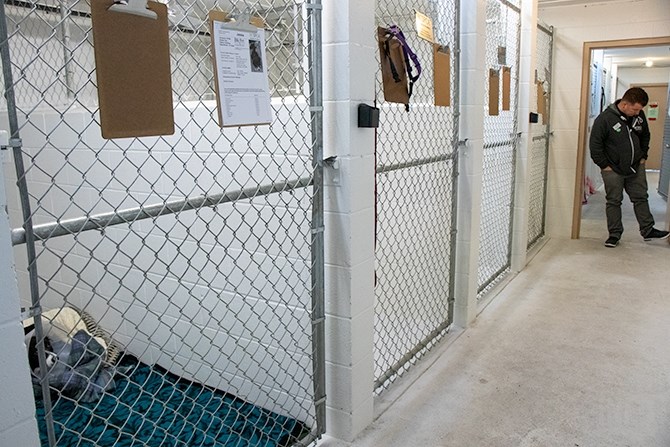 The dog kennels are quiet except for gentle spa music filling the white concrete halls on Feb. 15, 2019. Sean Hogan, the Kelowna SPCA branch manager, says with the staff they have he likes to keep no more than eight dogs at a time so that they can provide each animal with adequate care. 