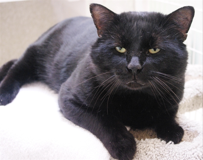 Looking For Forever Home Kamloops SPCA Pet Of The Week INFOnews Thompson Okanagan s News Source