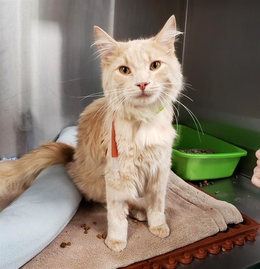Seven the cat was recently struck by a car and needs help with his medical bills.