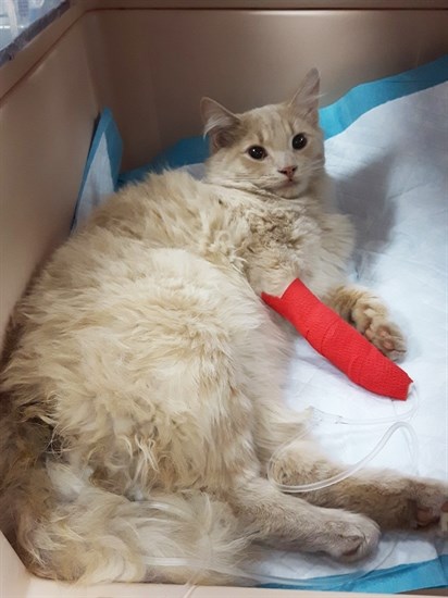 Seven the cat was recently struck by a car and needs help with his medical bills.
