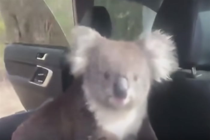 Trending Now: Curious Koala Sneaks Into Parked Car 