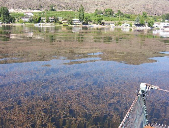 If milfoil is left unchecked, this is what lakes will look like. This shot was taken near the north end of Osoyoos Lake in 2010