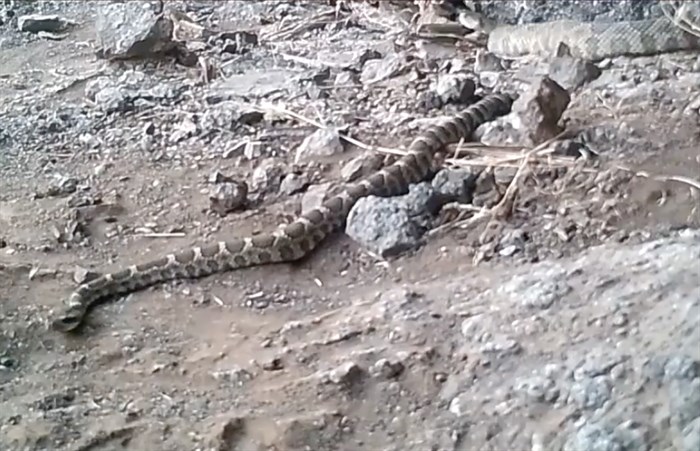 A rattlesnake can be seen slithering out from a den in this screen capture from a WildSafeBC video.