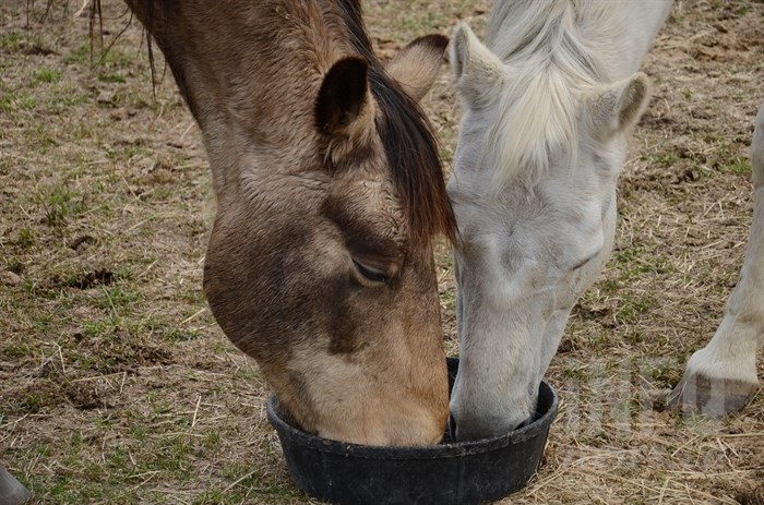 Rescued horses 'Buck' (left) and Pearl enjoy lunch.