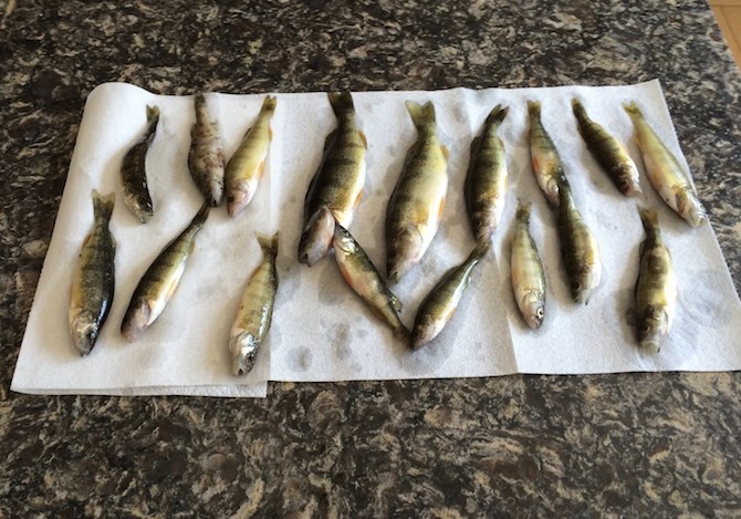 It took Norm Gaumont only 15 minutes to collect these dead fish from in front of his Vaseux Lake home in 2016.