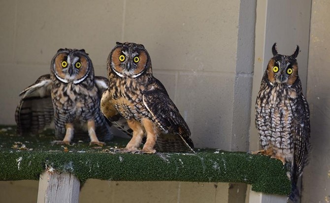 The three musketeers were patients at the raptor rehab centre in 2017.