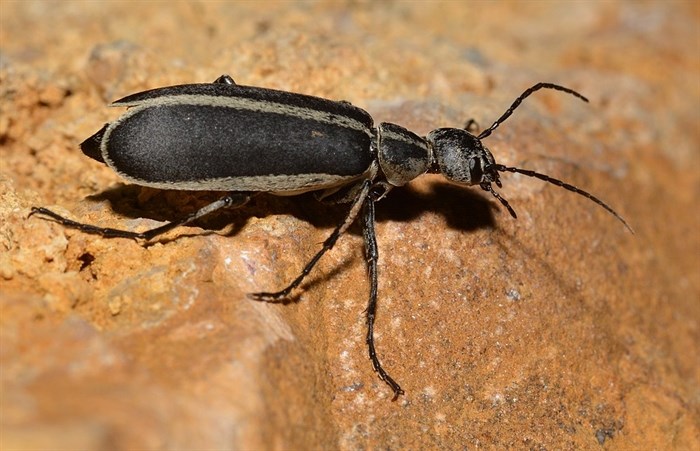 Blister beetle.