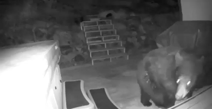 In Video Bear Caught On Camera Snooping Through Juniper Ridge Backyard In Kamloops Infonews 0802