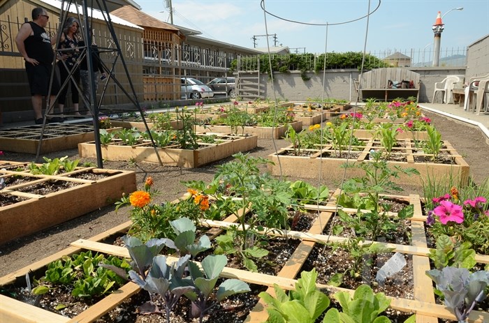 The square foot gardens