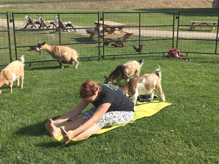 Yoga With Goats? No KiddingYou Gotta See This